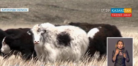 Қарқаралы ауданының фермерлері қодасты қолға үйретіп, оның қою сүтін сатылымға шығаруды жоспарлауда