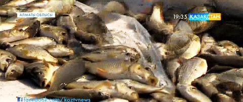 Қапшағай су қоймасына қолда өсірілген 400 мың шабақ жіберілді