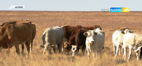 Ақтөбелік шаруалар «Сыбаға» бағдарламасы бойынша мал тұқымын асылдандыруға ерекше мән беріп келеді