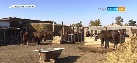 Ауыл шаруашылығы министрлігі 81 қызметтің 50-ден астамын электронды жүйеге ауыстырды