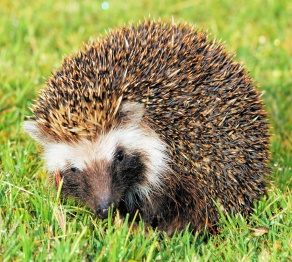 Ветеринары вылечили лысую ежиху