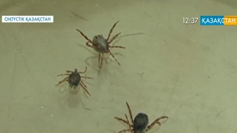 В ЮКО у подростка выявили конго-крымскую геморрагическую лихорадку