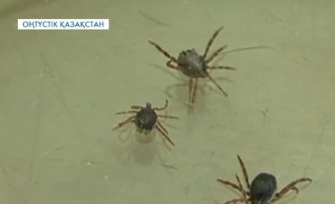 Жасөспірім   қырым қанды безгегін жұқтырған