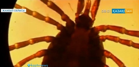 В Жамбылской области мужчина скончался после укуса клеща