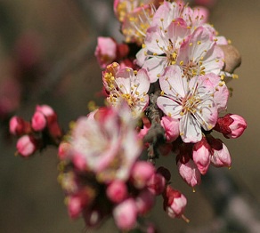 Үлкен қолға отырды