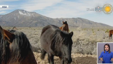 Америкалықтар жылқының етін жемегендіктен, олардың көзін жоюға көшті 