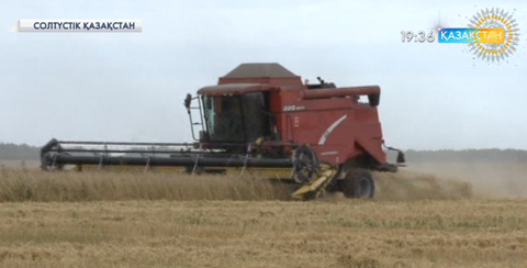 Елімізде 4 миллион тоннаға жуық бидай бастырылып, қамбаға құйылды