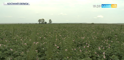 Қостанайлық шаруалар биыл бау-бақшадан мол өнім жинады