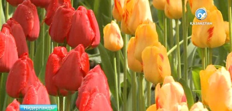 Қызғалдақтар өзіміздікі ме?