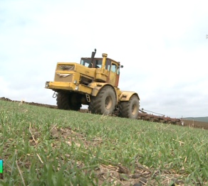 Егіс даласынан бейнебаян!