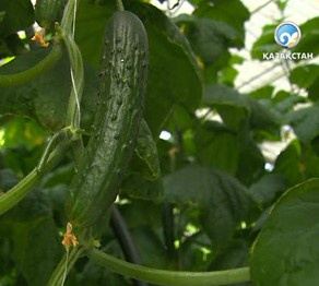 Қазақстандықтар көкөністі Ресейге саудалай бастады