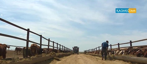 Қазақстанда ет экспорты жандана бастады