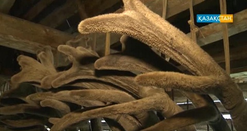 Шығыс аймақта марал шаруашылығы қолға алынуда