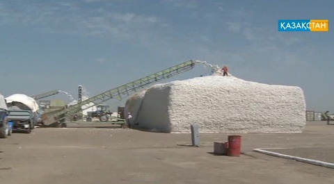 Елімізде табысы аз кәсіптің бірі – мақта өсіру