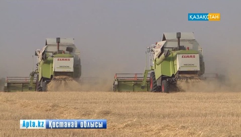 Қостанай облысында астықтың әлі 25 пайызы орылмаған