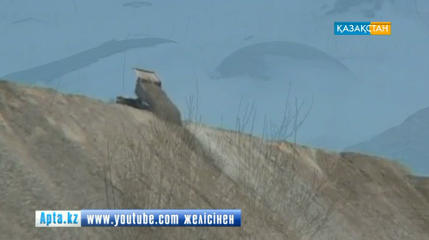 Тау-кен өндірісін дамытып жатқан Моңғолия қазақтарының бүгінгі тыныс-тіршілігі қалай?