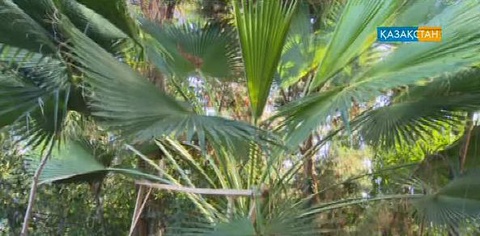 Петропавлда 200 мыңнан астам өсімдіктің түрі өсетін бақ бар (БЕЙНЕБАЯН)