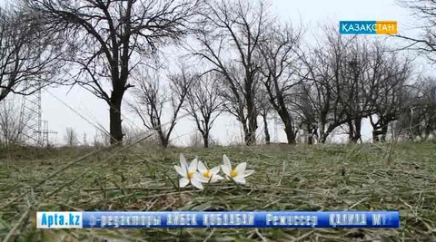 Төлі мен гүлін көтерген көктем жетті  (БЕЙНЕБАЯН)