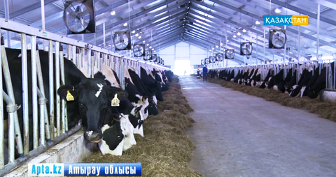 Атыраудағы «Первомайский» сүт өндіру зауытының қазіргі тынысы қалай?