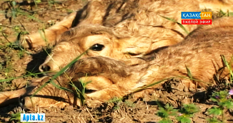 Киіктердің жаппай қырылу себебі әлі анықталмады