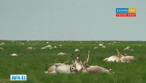 Қырылған киік саны 120 мыңнан асты