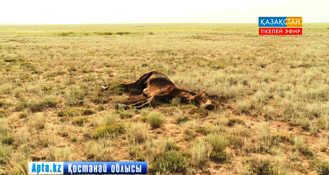 Жангелдин ауданында мал қырыла бастады