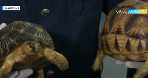 Малайзия астанасында табиғатта өте сирек кездесетін 330 тасбақа тәркіленді