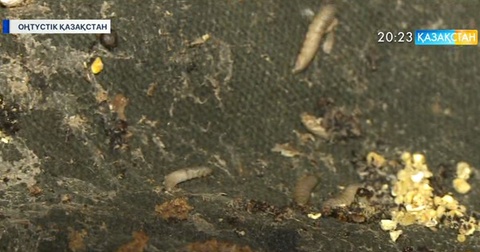 Оңтүстік Қазақстан облысында зиянкестерге қарсы биоәдіс қолданылады