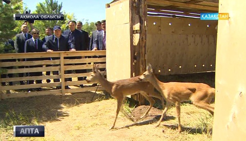 Елбасы Астана маңындағы жасыл белдеуге барды