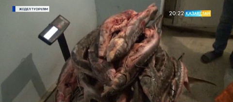Маңғыстауда аса ірі көлемде бекіре тәркіленді