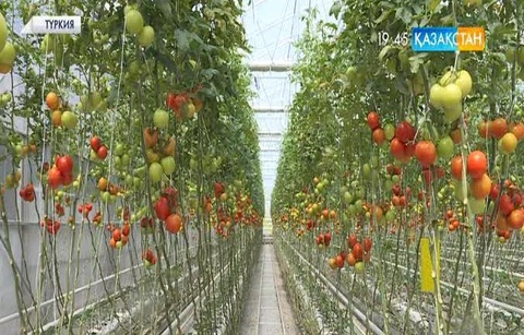 Қазақстандық бағбандар түріктердің топырақсыз қызанақ өсіру әдісін қолданбақ