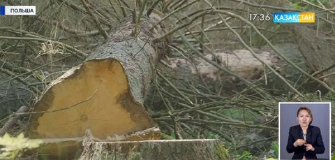 Еуропа одағы орман отауды доғаруға шақырды