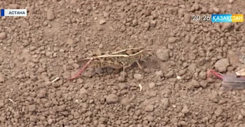 Биыл еліміздегі дәнді дақылдар шегірткеден зардап шеккен жоқ