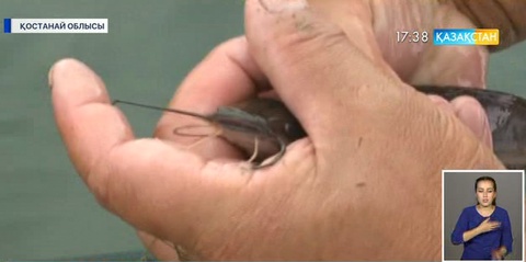 Африка жайыны Қостанайда өсіріледі