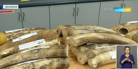 Малайзияда құны миллион доллар болатын піл сүйегі тәркіленді