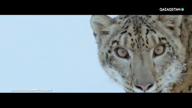 Барыстың ізі