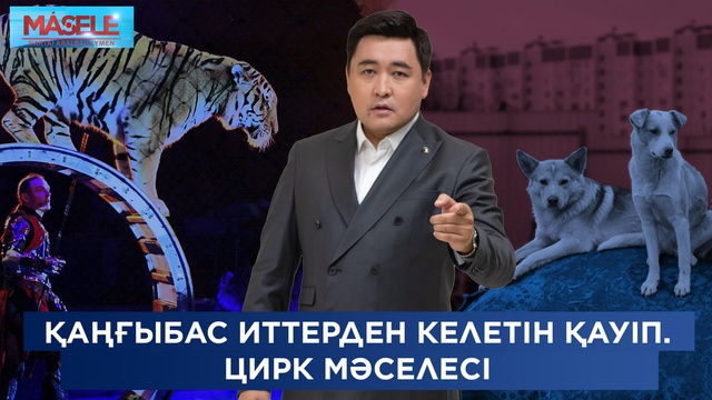 Қаңғыбас иттер. Цирк мәселесі