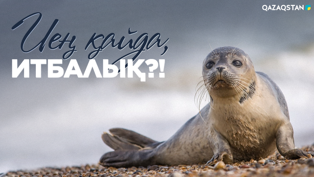Иең қайда, итбалық?!