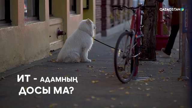 Ит – адамның досы ма?