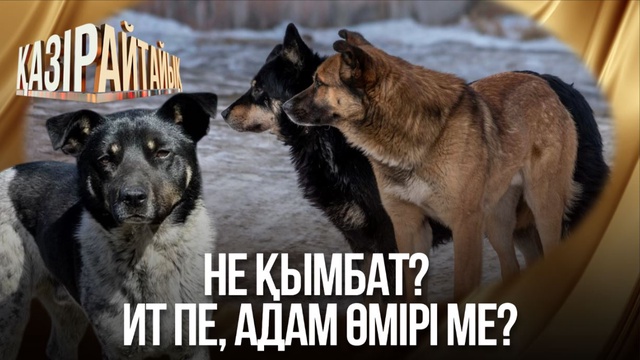 Не қымбат? Ит пе, адам өмірі ме?