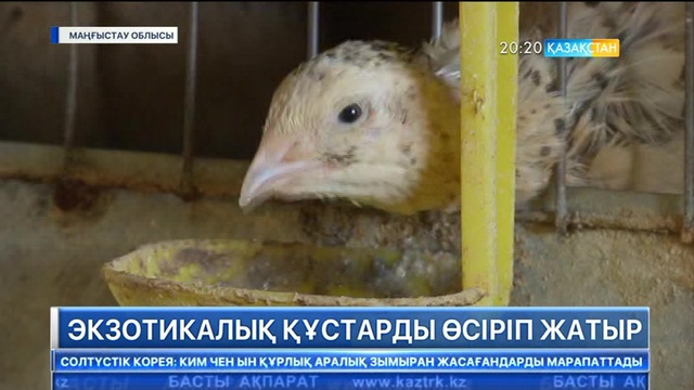 Маңғыстауда экзотикалық құстар өсіріліп жатыр