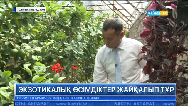 Өскеменнің іргесінде тропикалық жемістер өсірілуде