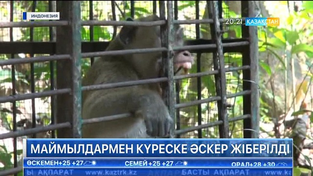 Индонезияда маймылдармен күреске әскер жіберілді