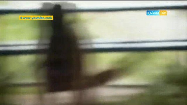 Құтырған ит шабуыл жасағанда не істеу керек?