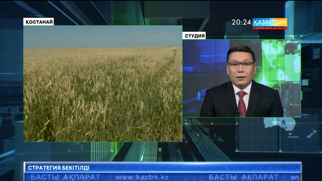 Биыл Қостанайда бидайдың шығымы да, сапасы да жылдағыдан жоғары