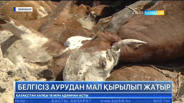 Атырау облысының Исатай ауданында белгісіз аурудан мал қырылып жатыр