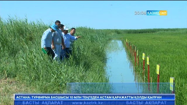 Күріштің «Сыр сұлуы» деп аталатын жаңа сорты Сыр елінің брэндіне айналуы мүмкін