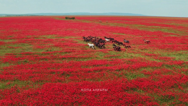 Қопа аңғары