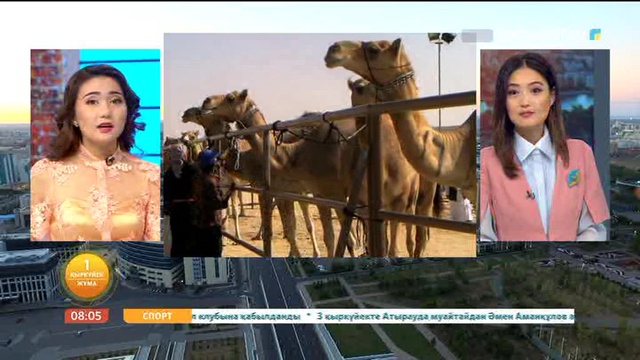 Түйенің зәрімен де түрлі дерттен емделуге болады (ВИДЕО)