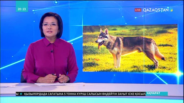 Ит пен мысықтарға чип орнатыла бастады